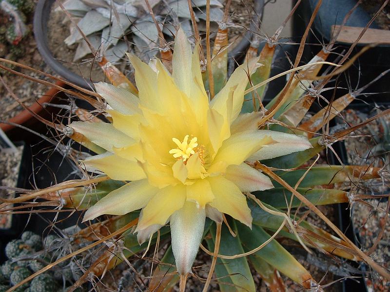 Leuchtenbergia principis.JPG